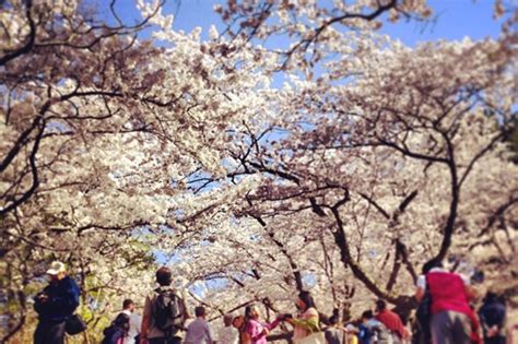 High Park Cherry Blossom Fever Hits Toronto For 2013