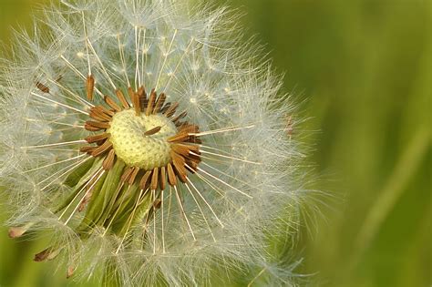 Wallpaper Id 292594 Dandelion Meadow Flower Seeds Flying Seeds 4k