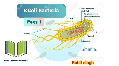 E Coli Escherichia Coli Microbiology Part 1 Youtube