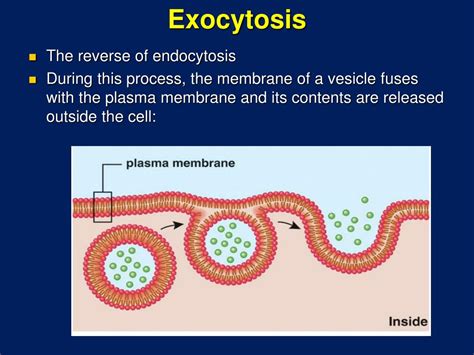 Exocytosis describes the process of vesicles fusing with the plasma membrane and releasing their contents to the outside of the cell. PPT - Cell Membrane Structure and Function PowerPoint ...