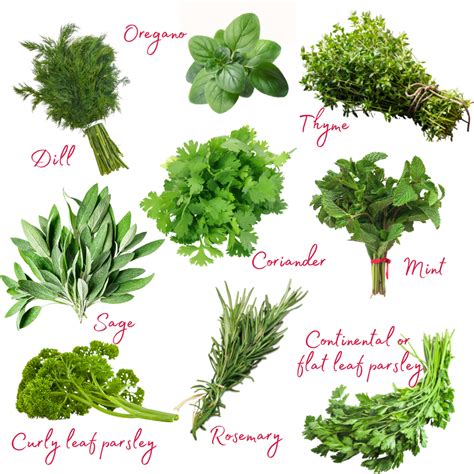 Your Guide To Using Fresh Herbs