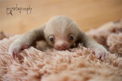 Primatography Sloth Love Yet Another Baby Two Toed