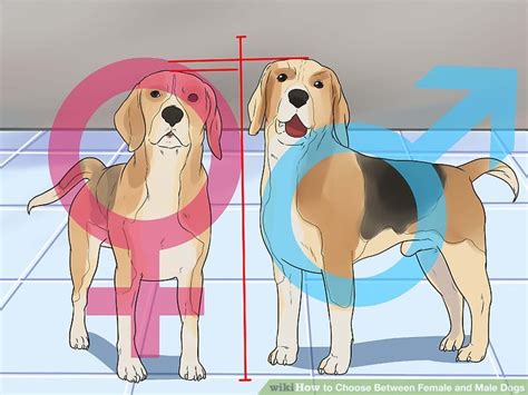 Kitten facts fun facts about baby cats. How to Choose Between Female and Male Dogs: 8 Steps - wikiHow