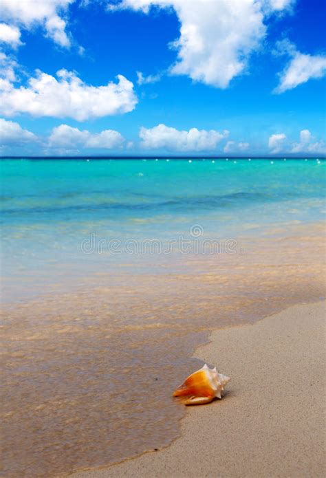 Sea Shell On Caribbean Beach Stock Photo Image Of Clouds Sand 77659254