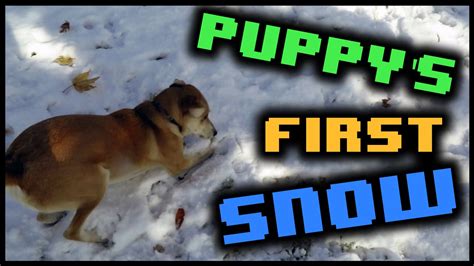 Puppys First Snow Youtube