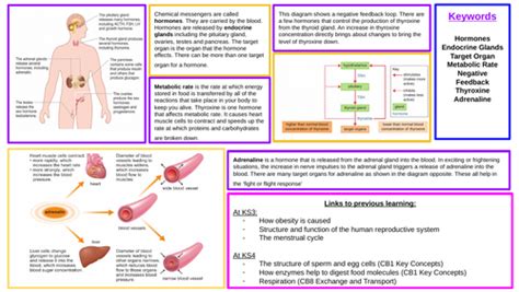 Edexcel Gcse Biology Knowledge Organiser Cb7 Homeostasis Teaching Resources