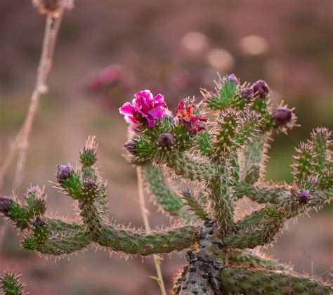 Arizona's deserts are home to the world's densest forests of towering saguaro cacti. See Gorgeous Cactus Flowers in Arizona By Visiting These ...