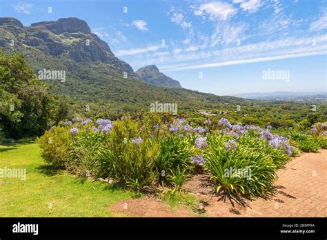 Kirstenbosch National Botanical Garden Western Cape South Africa Stock