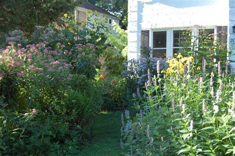 Pin By Lisa Kuffner On Garden ~ Native And Pollinators Plants