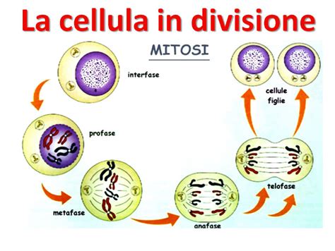 La Divisione Cellulare Il Ciclo Cellulare Mitosi E Meiosi Appunti My