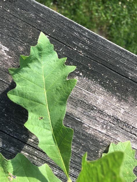 Can Anyone Identify The Species Of Oak This Leaf Is From Sapling From