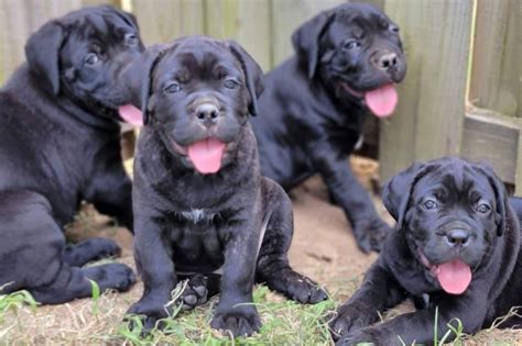 Sirius Cane Corsos Puppies For Sale