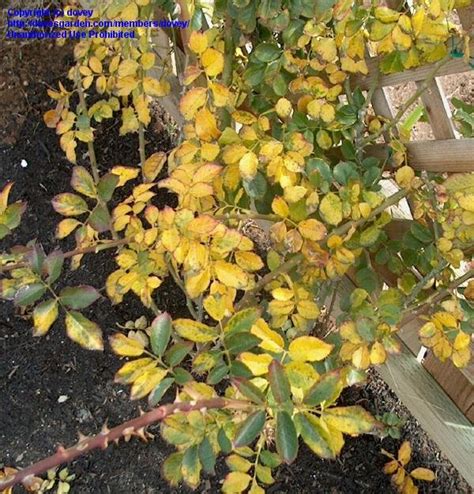 Roses Yellowing Leaves Help 1 By Dovey