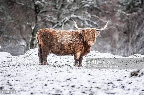 Highland Cow Snow Photos And Premium High Res Pictures Getty Images