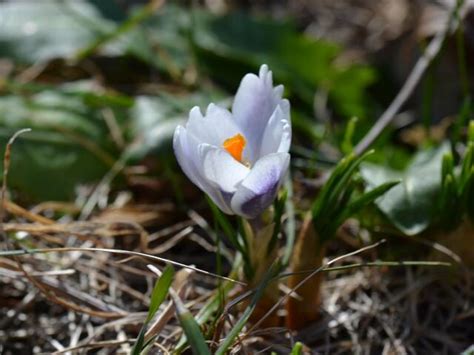 Der erste frühlingsanfang ist ein rein statistischer. Zum meteorologischen Frühlingsanfang: Rundgang durch ...