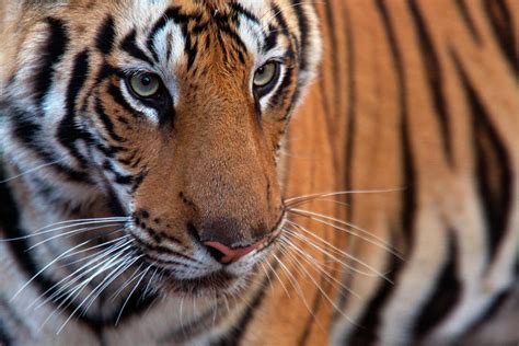 A Male Tiger In Bandhavgarh National Photograph By Steve Winter