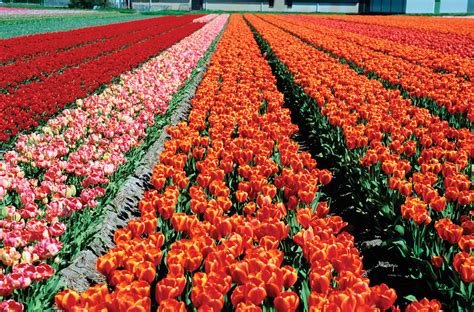 Netherlands (a country in northwestern europe). Países Baixos | Britannica Escola