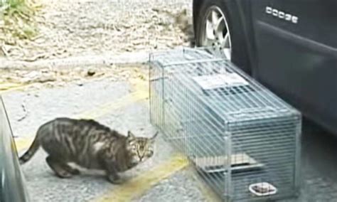 Lockdown Due To Covid 19 Pandemic Has Caused Feral Cats To Overrun A