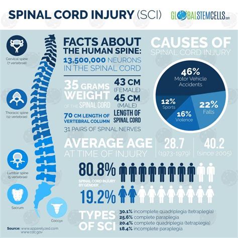 Stem Cell Transplantation For Spinal Cord Injuries Global Stem Cells