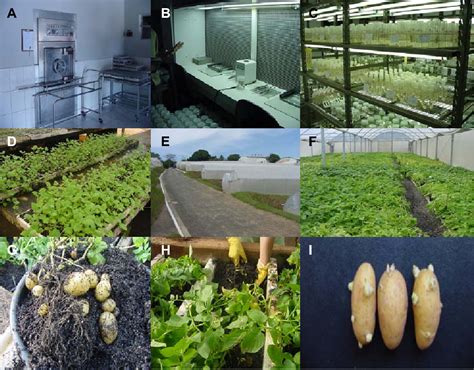 Pdf The Production Of Seed Potatoes By Hydroponic Methods In Brazil