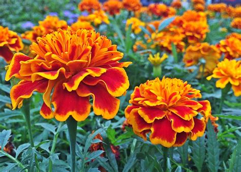 Marigold Flower Plant Free Photo On Pixabay Pixabay