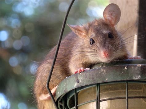 Roof Rat Covenant Wildlife