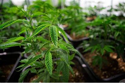 Marijuana Recreational Massachusetts Medical Pot Wbur Plants