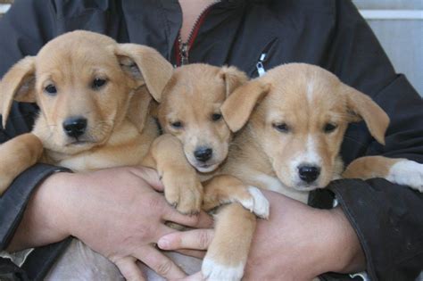 The english crèmes originated in europe and tend to have better overall health certifications than the american golden retrievers. Three golden retriever puppies from a litter in the desert in Lake Los Angeles. They all found ...