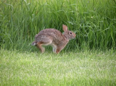 RT @bunnybuddhism: Great acts are made up of many small hops. | Animals