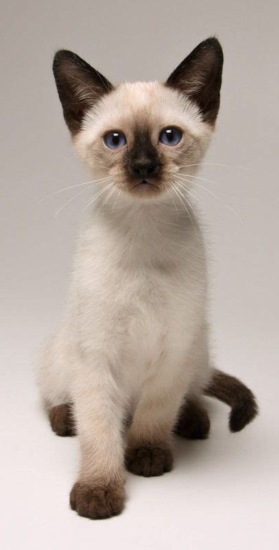 What Are Siamese Cats Known For British Shorthair