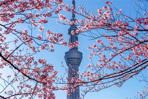 東京欣賞櫻花的16個最佳地點 Japan Web Magazine