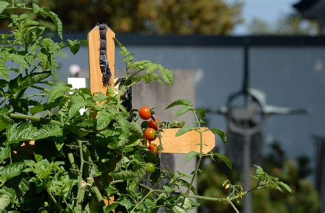 Ende april/anfang mai können vorgezogene tomaten ins beet umziehen. Kurioser Beschluss in Bayern: Tomaten dürfen auf Grab ...