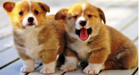 Our standards for pembroke welsh corgi breeders in florida were developed with leading veterinarians and animal welfare experts. Pembroke Welsh Corgi Puppies For Sale | East State ...