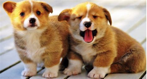 Pembroke welsh corgi puppy pictures. Pembroke Welsh Corgi Puppies For Sale | East State ...