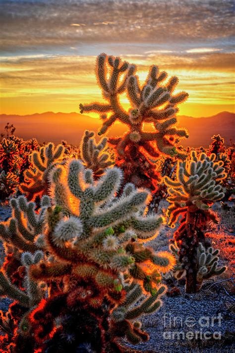 Cholla Garden Sunrise Photograph By Charles Dobbs Fine Art America
