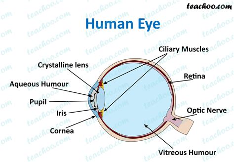 Human Eye Different Parts And Their Functions Class 10 Teachoo