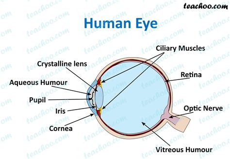 This deterioration in visual quality is also known as cataract. Human Eye - Different Parts and their functions - Class 10 ...