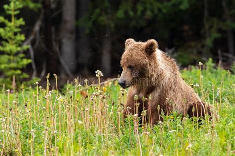 Grizzly Bear On A Meadow Stock Photo Image Of Predator 154214940