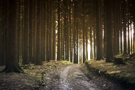 Gray Pathway Surrounded By Trees Hd Wallpaper Wallpaper Flare