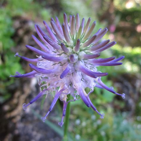 Spiky Purple Flower Head 6 Some Buds Flickr Photo