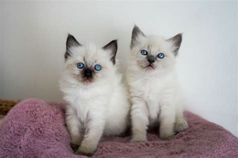 Ragdoll Gorgeous Ragdoll Kitten For Adoption Cats For Sale Price