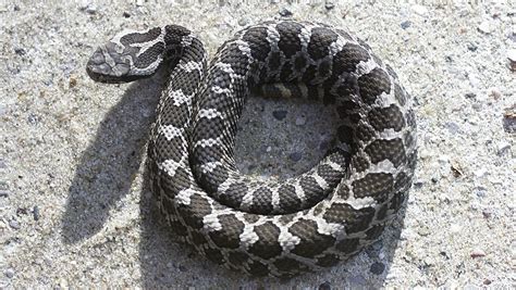 Michigans Lone Venomous Snake May Get Federal Protection