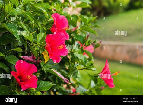 Red Hibiscus Flowers Hi Res Stock Photography And Images Alamy