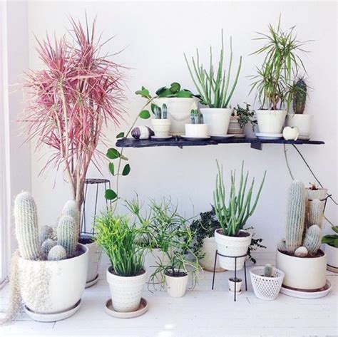 Indoor Plants Beautiful Plants For Amazing Indoor Decoration
