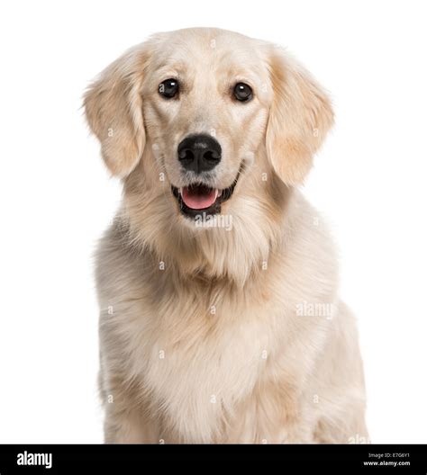 Golden Retriever Head Shot Hi Res Stock Photography And Images Alamy