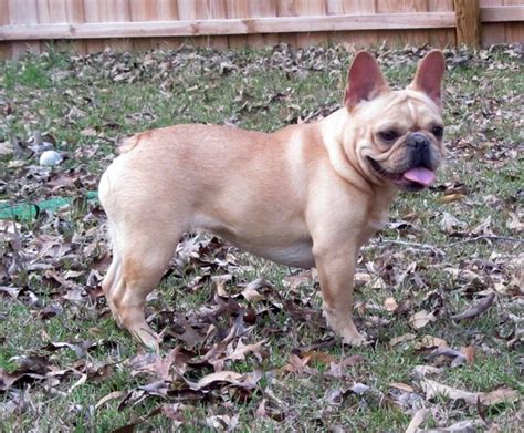 We love our dogs and desire to improve the breed and place our pups with loving families, so we have only a few select litters each year. French Bulldog Puppies - French Bulldog Breeders - AKC ...