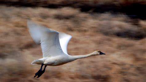 Freshwater Birds Pictures National Geographic