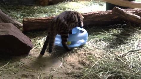 Baby Black Footed Cat Plays Youtube