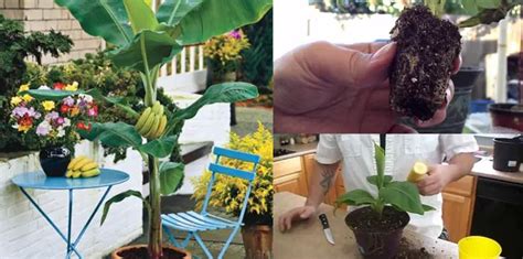 How To Grow Banana Trees In Pots Plant Instructions