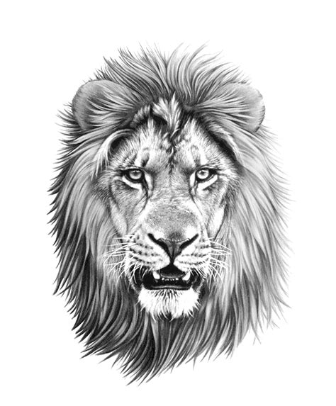 29 Lion Sketch Easy Step By Step Kentsribatsa